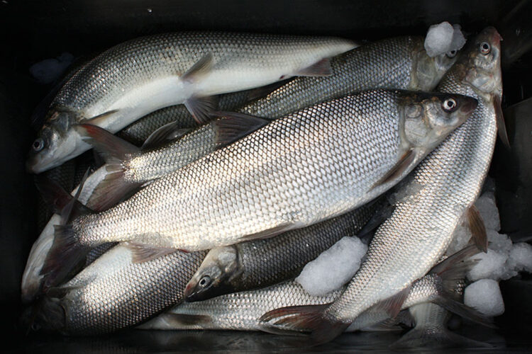 Outdoors report: Wisconsin DNR to host public meeting on whitefish